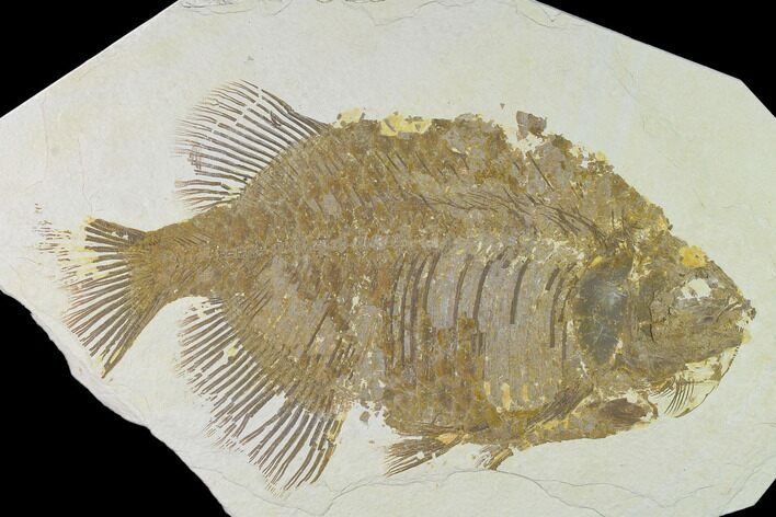 Bargain, Phareodus Fish Fossil - Uncommon Species #138588